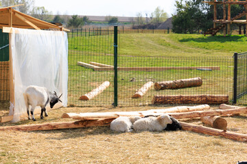 Goats and sheep enjoy a sunny day at a peaceful farm setting surrounded by wooden logs and green pastures © ir1ska