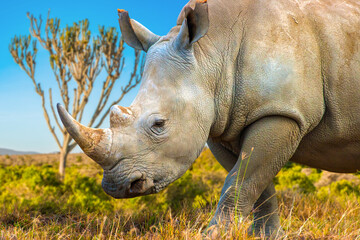 Fototapeta premium Safari, Africa wildlife. White rhinoceros walks through savanna grassland under blue sky during safari adventure.