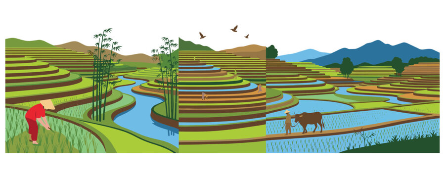 Rice terrace fields with farmer working. vietnamese landscape background.