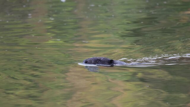 A river beaver swims through the water, close-up