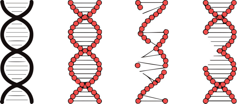 dna double helix infographic set showing basepair pattern variations