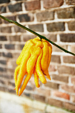 Close up of a citrus fruit known as Buddha's hand or the fingered citron (Citrus medica var. sarcodactylis), Genoa, Italy, Europe 
