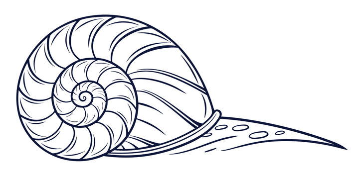 Minimalist spiral snail shell line art vector illustration with illustration creature abstract minimalist monochrome nautilus underwater wildlife geometry gastropod ornament stylized