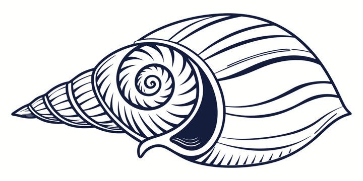 Detailed hand-drawn spiral gastropod shell illustration with line art sea life coastal life nature design seashell gastropod nautilus illustration wildlife conchology underwater shellfish