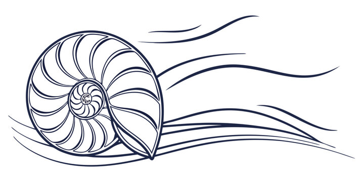 Stylized nautilus shell illustration with abstract flowing lines sea life line art nautilus pompilius nature lover nautilus seashell underwater nautiloid illustration wildlife biological