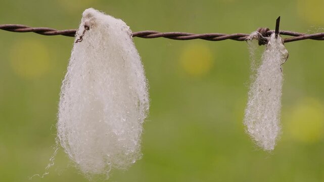 Tufts of wool with raindrops on them tangled in the rusty barbed wire of a fence