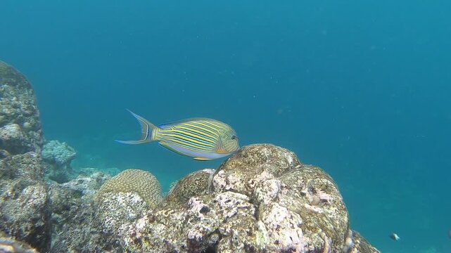 Acanthurus lineatus, the lined surgeonfish, blue banded surgeonfish is a species of marine ray-finned fish belonging to the family Acanthuridae, the surgeonfishes, unicornfishes and tangs. 