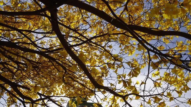 Yellow Ipe Tree Flowers Fallen on the Sidewalk