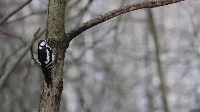 woodpecker hammering an old rotten tree