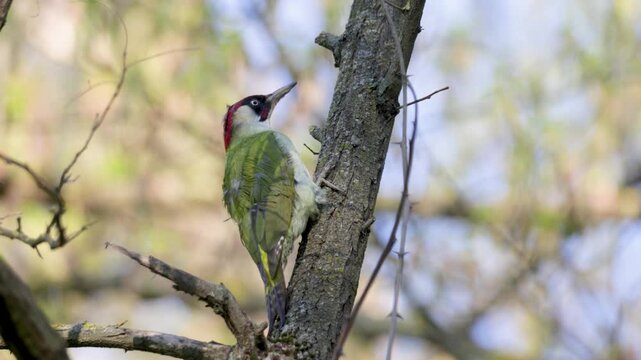 European green woodpecker (Picus viridis) sitting on a tree branch  