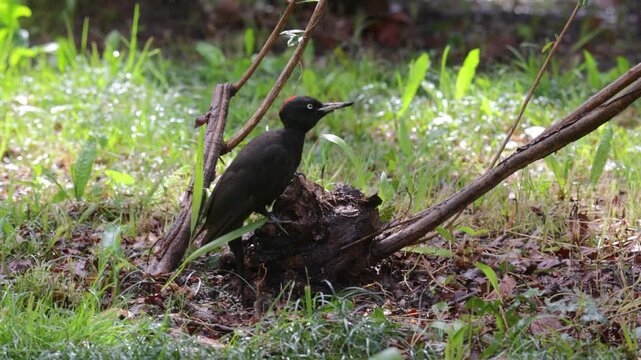 black woodpecker sits on a tree in the forest on a spring day and looks for insects
