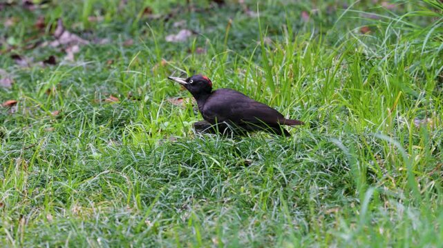 black woodpecker sits on a tree in the forest on a spring day and looks for insects