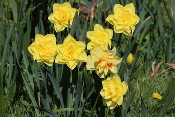 Obraz premium Sweden. Narcissus is a genus of predominantly spring flowering perennial plants of the amaryllis family, Amaryllidaceae. 