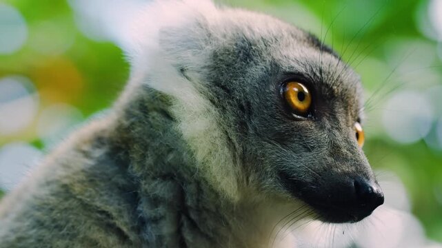Lemur of ring-shaped tail ,Lemur catta in Madagascar. 