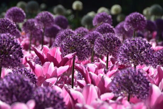 Champs de fleurs roses et violettes, au Parc printanier de Keukenhof. On peut trouver des tulipes et des Allium Giganteum.