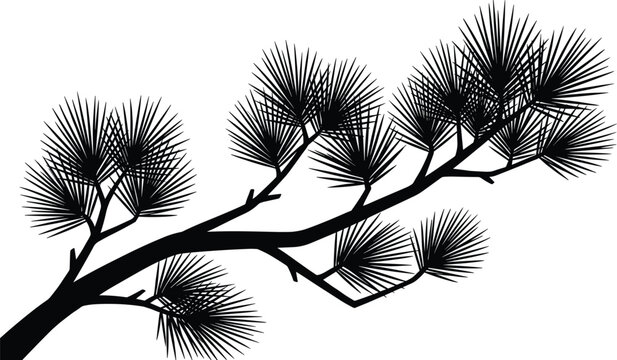 Black Pine Tree Branch Silhouette with Detailed Needles Isolated on White Background for Zen Asian Inspired Minimalist Design
