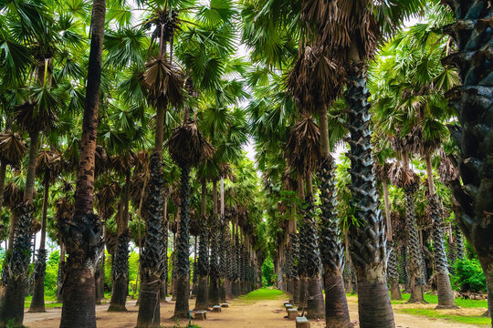 Large sugar palm or Borassus flabellifer plantation. Scenic view of Asian palmyra palm farm. Tall trees and lush greenery. Professional sugar palm farm with lush green grass and tropical landscape.