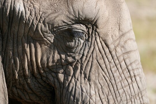 A close up of an elephants eye