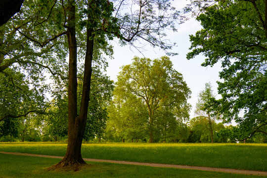 Gro&szlig;e Laubb&auml;ume in einem Park