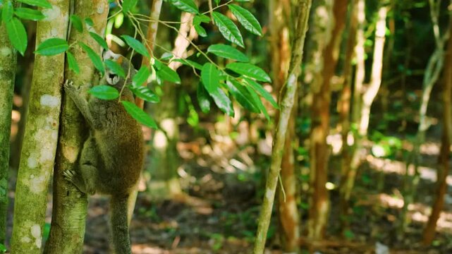 Crowned lemur (Eulemur coronatus) jumping in forest canopy. Analamera National Park, Madagascar.