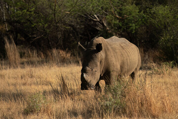 Fototapeta premium White Rhinoceros (Ceratotherium simum) Pilanesberg Nature Reserve, South Africa
