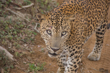 Fototapeta premium Sri Lankan leopard walking in natural habitat