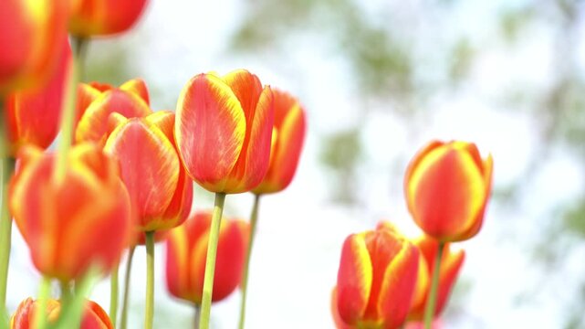 Blooming red tulips on a green lawn, spring day