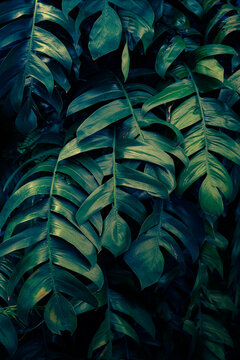 Luxury Monstera foliage, Tropical green leaves pattern with dramatic lighting and deep teal shadows.