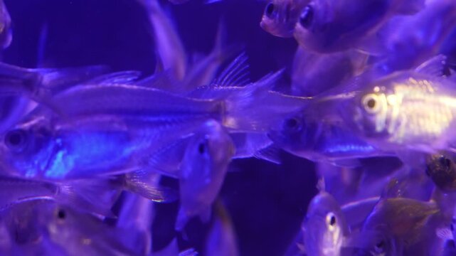 Aquarium, exotic fish, tropical fish, marine life, underwater world, fish tank, aquarium fish, colorful fish, colorful aquarium, aquatic life, saltwater aquarium, freshwater aquarium, ornamental fish.