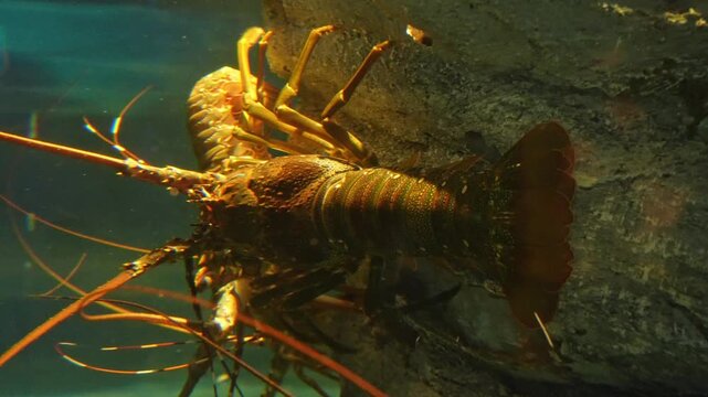 Lobster, seafood, marine life, crustacean, ocean animal, shellfish, sea creature, Maine lobster, spiny lobster, rock lobster, sea food concept, lobster fishing, steamed lobster, grilled lobster.