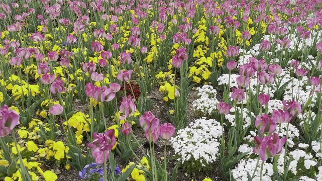 【春】そよ風に揺れる一面の花畑の風景｜A Flower Field Swaying in the Gentle Breeze