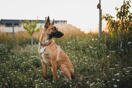 Athletic Belgian Malinois dog in action, focused working dog portrait with blurred background