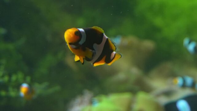 Clownfishes, anemonefishes, genus Amphiprion or nemo fish, saltwater fishes, tropical waters, Pomacentridae family, omnivorous fishes, ocean habitat, reef aquarium, colorful fish, orange clownfish.