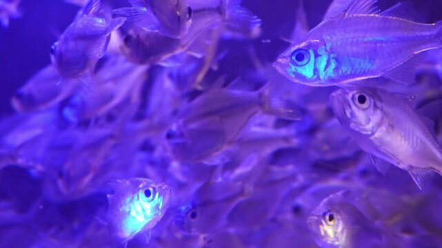 Aquarium, exotic fish, tropical fish, marine life, underwater world, fish tank, aquarium fish, colorful fish, colorful aquarium, aquatic life, saltwater aquarium, freshwater aquarium, ornamental fish.
