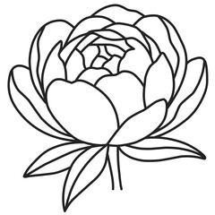 Obraz premium Handdrawn of a Peony Flower