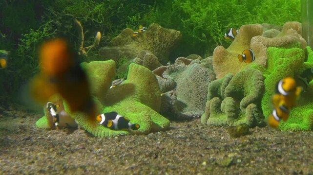 Clownfishes, anemonefishes, genus Amphiprion or nemo fish, saltwater fishes, tropical waters, Pomacentridae family, omnivorous fishes, ocean habitat, reef aquarium, colorful fish, orange clownfish.