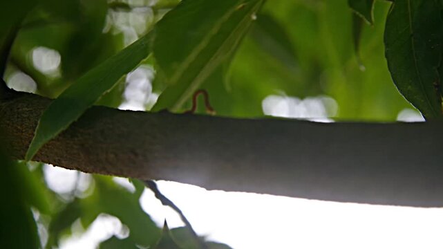 木の上を進む尺取虫