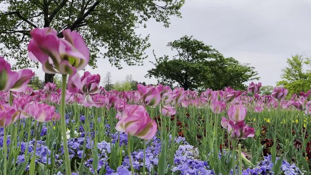 【春】春に彩られたチューリップ畑の風景｜A Spring Colored Tulip Field Scene