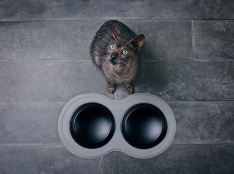 High angle view of lykoi cat next to emty feeding dish looking up at camera and waiting for food.	