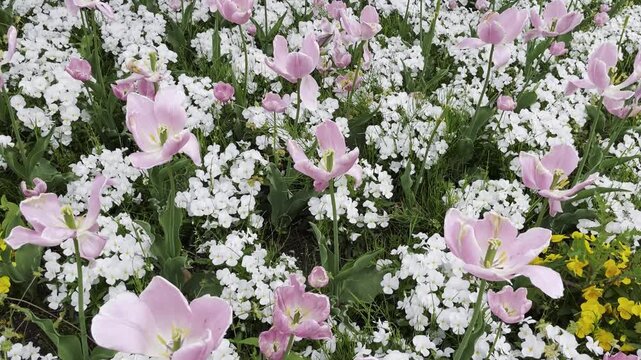 【春】淡く彩られた花畑の風景｜A Softly Colored Flower Field Scene