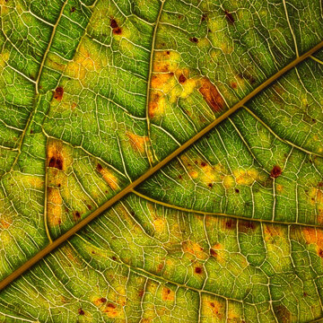 Gros plan sur la texture des nervures d'une feuille verte