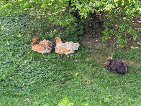 Henne, Vogel, Gefl&uuml;gel, Bauernhof