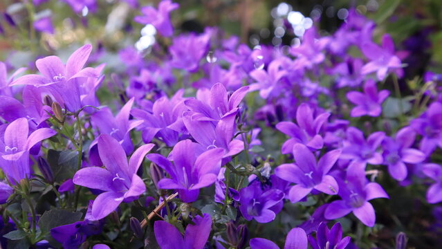 Campanula portenschlagiana nel giardino. Pianta sempreverde ricoperta di fiori viola a forma di campana. 