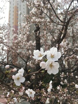 cherry tree blossom