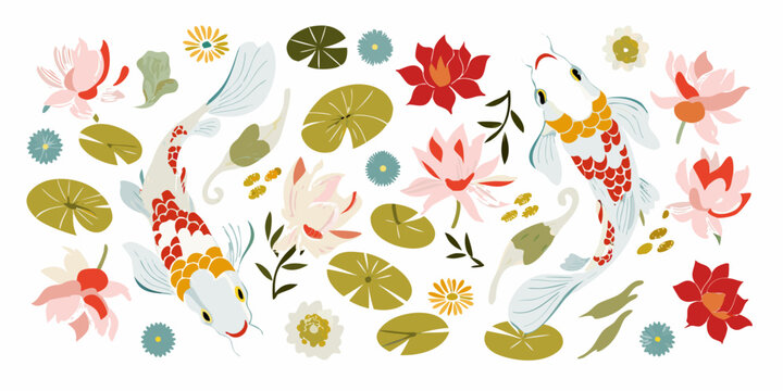 Koi fish and lotus flowers colorful vector illustration on white background