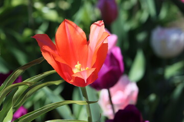 Naklejka premium Sweden. Tulipa greigii, (Greig's tulip) is a species of tulip native to Central Asia and Iran.