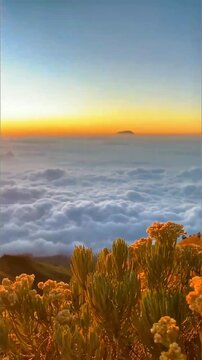 A golden sunrise illuminates a sea of clouds, viewed from a mountainside adorned with lush vegetation, creating a breathtaking and serene vista.