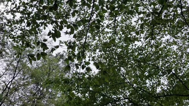 【自然】新緑がゆれる穏やかな森の風景｜Peaceful Forest with Swaying Fresh Green Leaves