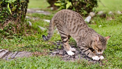 a tabby cat with white paws is captured mid-stretch or scratching a wooden plank in a lush green outdoor garden, demonstrating natural feline predatory and grooming behavior. © FaizAhmad