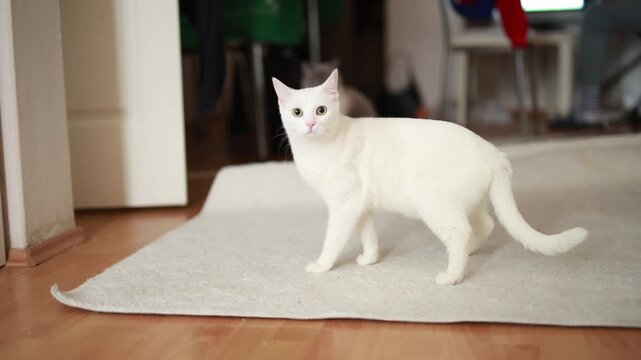 Close-up of a scared stray white cat hiding in a dark corner  Animal trauma concept